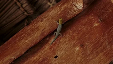 Close up of gecko on a palm tree Stock Footage 170665270