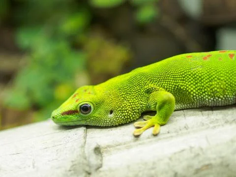 Close-up of Gecko Stock Photos