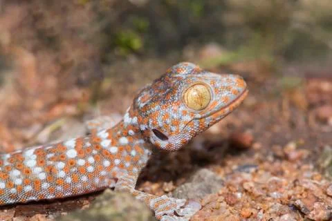 Close-up of Gecko Stock Photos
