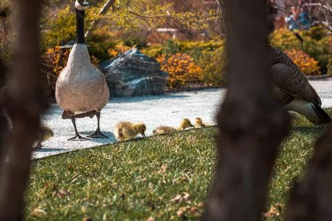 Close up of geese chicks Stock Photos