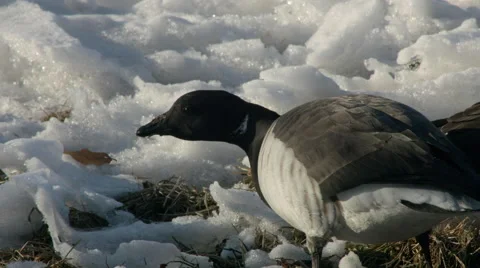 Close up of Geese eating Stock Footage 59826256