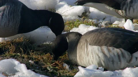 Close up of Geese eating Vidéo 59827074