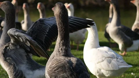 Close-up of geese flapping their wings energetically 库存影片 311190112