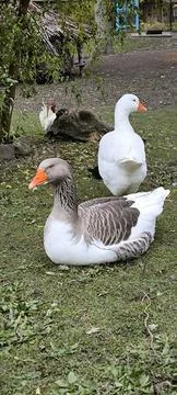 Close-up of geese on a green meadow 스톡 사진