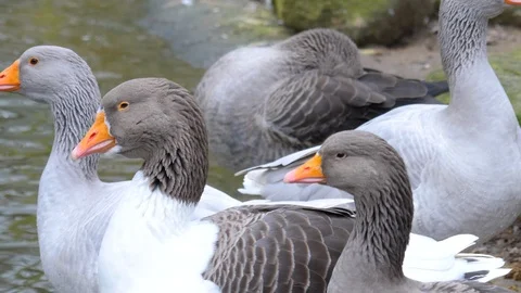 Close up of geese heads Stock Footage 123152189