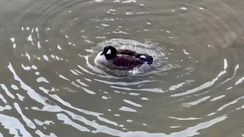 Close up of Geese playing in canal Stock Footage 292716793