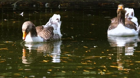 Close up geese swimming  Video stock 260382674