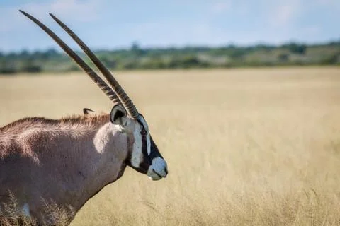Close up of a Gemsbok. Stock Photos