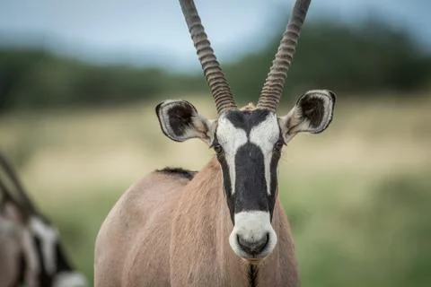 Close up of a Gemsbok starring at the camera. Stock Photos