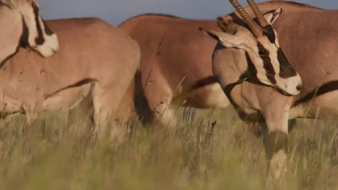 Close up of a gemsbok's head as it walks while grazing among its herd Stock Footage 260852212