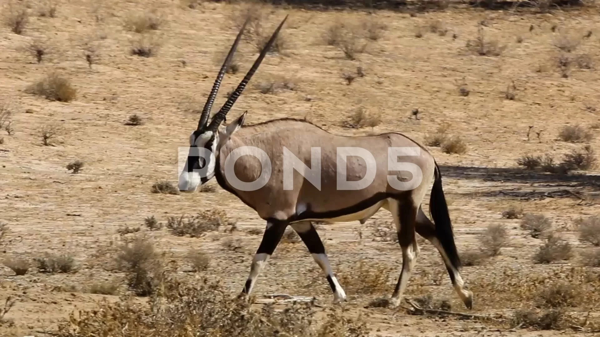 Gemsbok Gemsbuck Oryx Gazella Resting Shade Stock Photo 1312639112 |  Shutterstock, image size:1920x1080