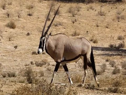 Close up Gemsbuck walking Video stock 74423329