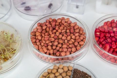 Close-up of genetically modified seeds in Petri dishes for laboratory studies Stock Photos