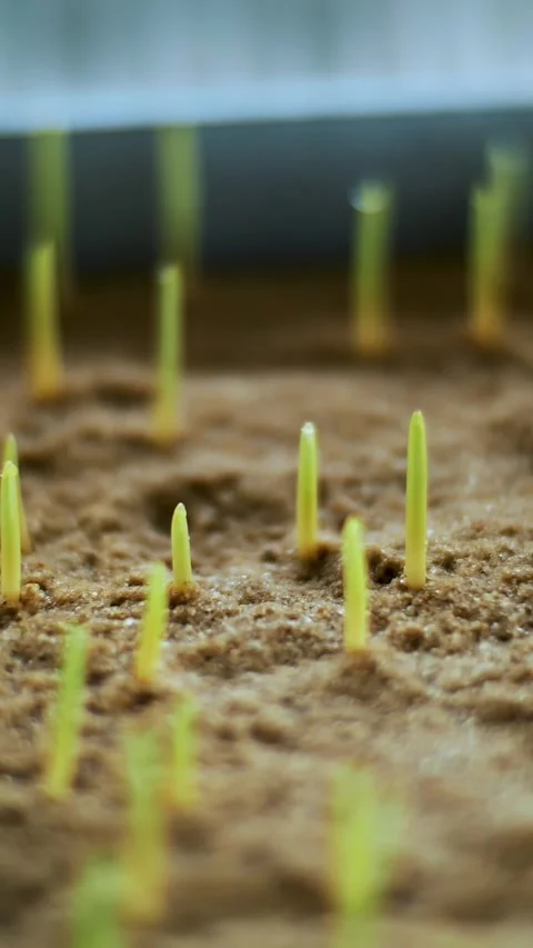Close-up, Genetically modified young green sprouts in soil, in small boxes in Vídeos de archivo 318808629
