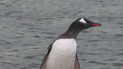 Close up of Gentoo penguin - Antarctica Stock Footage 73899853
