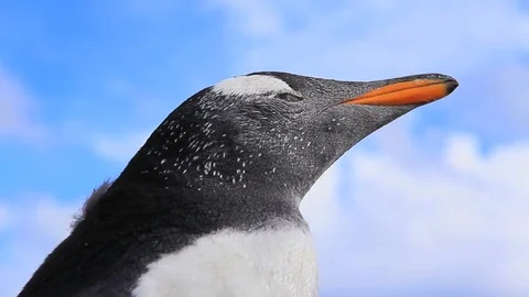 Close Up of Gentoo Penguin Moving its Head Around - Falkland Islands Stock-Footage 84293727