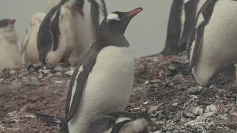 Close-Up of Gentoo Penguins with Fluffy Chicks at Point Wild, Elephant Island Vídeos de archivo 332570741