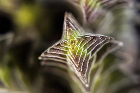 Close-Up Geometric Succulent Stock Photos