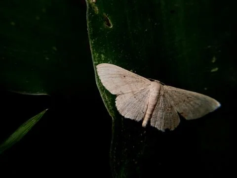 Close-up of a Geometrid Moth Resting on a Leaf Stock Photos