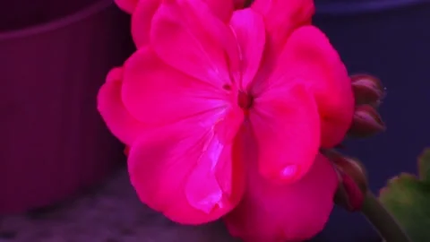 Close up of a geranium flower Stock Footage 219255661