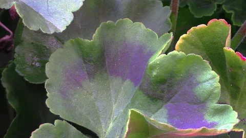 Close up of a geranium leaf 库存影片 219272117