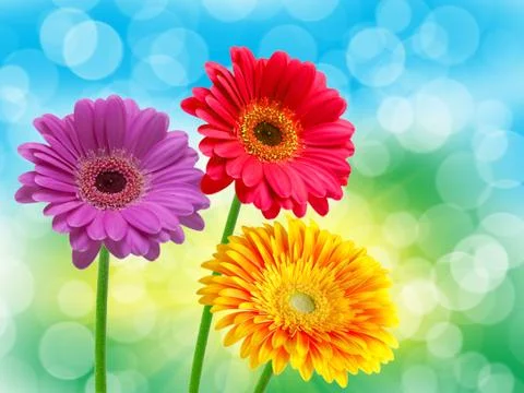 Close up of gerber flower Stock Photos