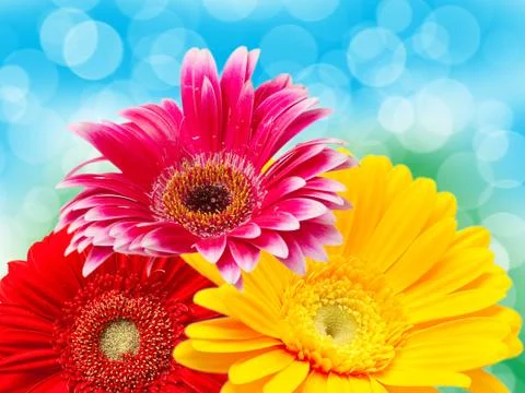 Close up of gerber flower Foto stock