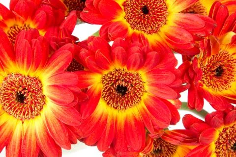 Close up of gerbera flowers Stock Photos