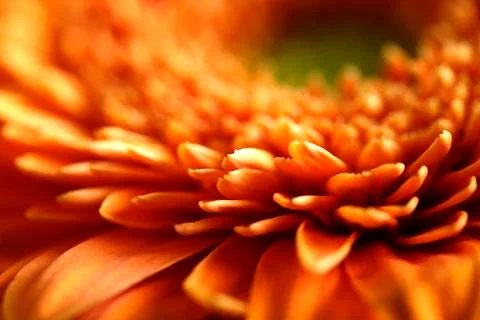 Close-up of a gerbera Stock Photos