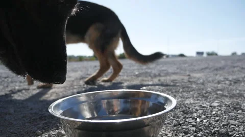 Close-up German Shepherd Dog Drinking Water Metal Bowl Workout Bright Sunny Day Stock Footage 139111504