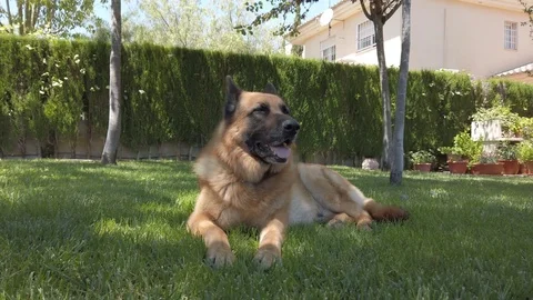 Close up of German Shepherd Dog Stock Footage 109110144