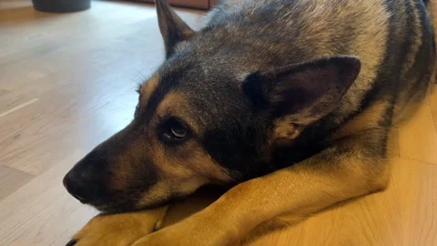 Close up German Shepherd dog lying on the floor, looking to the side calmly Stock Footage 278603634