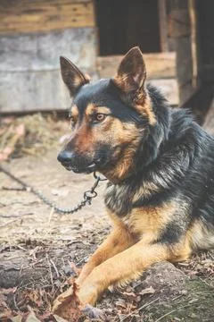 Close up german shepherd dog posing concept photo Stock Photos