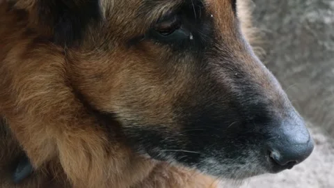 Close-up of a German Shepherd dog's face. Stock Footage 285381504