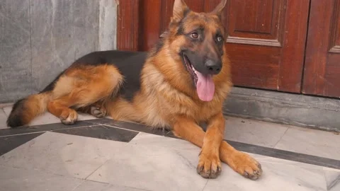 Close-up of a German shepherd with intelligent eyes and protruding tongue Stock Footage 204146383