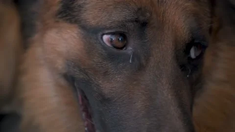 Close-up of a German shepherd with intelligent eyes and protruding tongue. Stock Footage 204147856