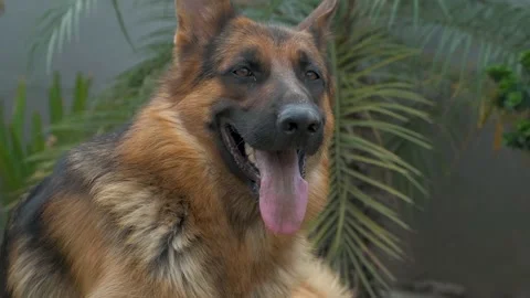 Close-up of a German shepherd with intelligent eyes and protruding tongue. Stock Footage 204147964