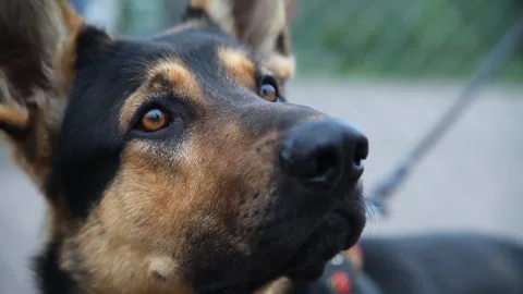 Close-up of german Shepherd on a leash snifs and looks curious before training Stock Footage 247379381