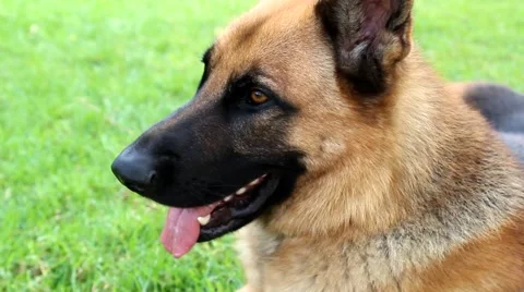 Close up of German Shepherd Panting 스톡 동영상 42908987