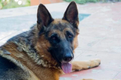 Close up of german shepherd Stock Photos