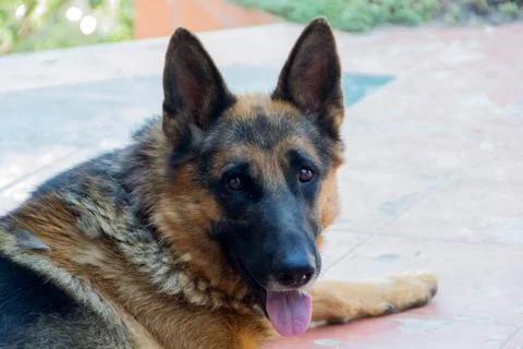 Close up of german shepherd Stock Photos