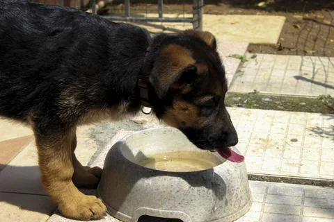Close up of german shepherd puppy while drinking his water Stock Photos