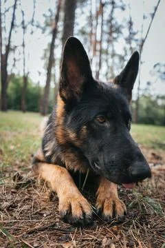 Close-up of a German Shepherd resting during outdoor training in the forest Stock Photos