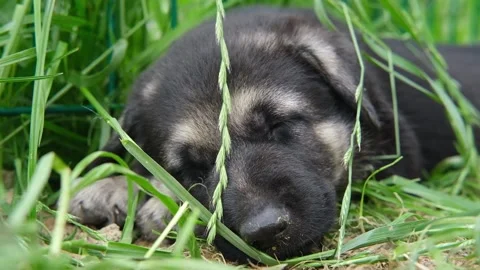 Close up German Shepherd small puppy sleeping in a green yard. pet dog dozing on Stock Footage 276383463