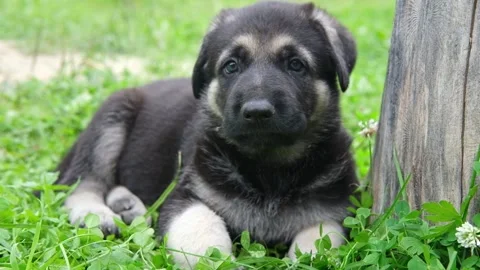 Close up German Shepherd small puppy sleeping in a green yard. pet dog dozing on Stock Footage 276383636
