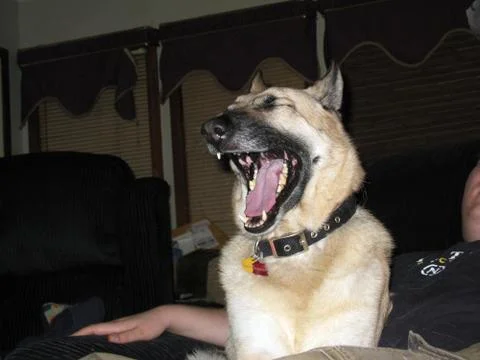 Close-up of German Shepherd yawning while lying next to his human Stock Photos