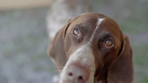 Close up German Shorthaired Pointer dog face gazing up at camera Stock Footage 132800677