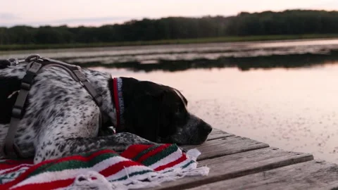 Close up of German shorthaired pointer dog relaxing at a lake at sunset. Stock Footage 203888520