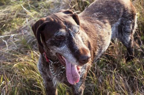 Close-up German Shorthaired Pointer Dog Outside Stock Photos