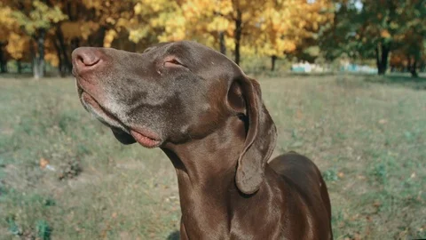Close-up German Shorthaired Pointer in front. looking away and sniffs at the Stock Footage 80951857